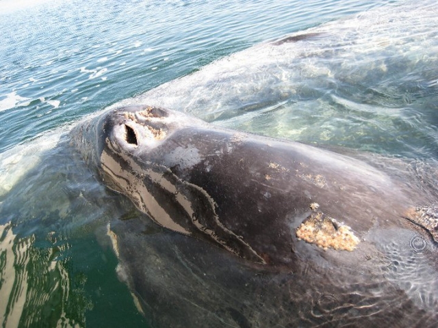 Conociendo a las ballenas
